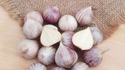 Dapat Meringankan Diabetes hingga Turunkan Kadar Kolesterol, Berikut 4 Manfaat Bawang Putih Lanang