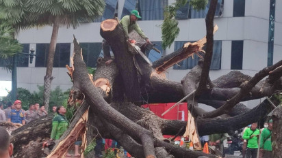 BPBD DKI Jakarta Ungkap Ada 24 Kejadian Pohon Tumbang Dalam Seminggu