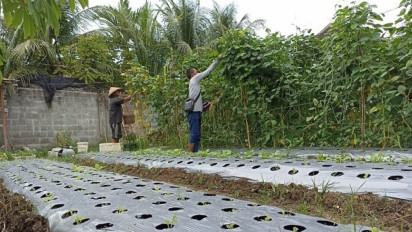 Inspiratif, Anggota Polisi Polda Aceh Ubah Lahan Tidur jadi Kebun Sayur dan Buah Organik