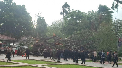 Tertimpa Pohon Tumbang? Warga DKI Berhak Ajukan Santunan hingga Rp50 juta