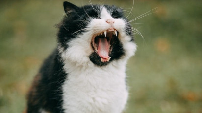 Pemilik Anabul Wajib Tahu, Bukan Hanya Mengeong Berikut 5 Cara Seekor Kucing Berkomunikasi