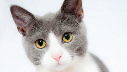 Larangan Hewan Peliharaan di Kawasan CFD, Dishub DKI Jakarta Siapkan Tempat Khusus Pet Lovers