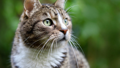 Memiliki Fungsi Sebagai Saraf Sensorik Utama, Berikut 7 Fakta Menarik Tentang Kumis Seekor Kucing