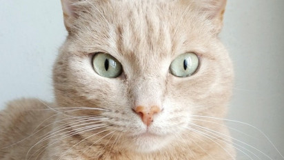 Apakah Benar Seekor Kucing Bisa Melihat Dengan Jelas Dalam Kondisi Gelap? Inilah Faktanya!