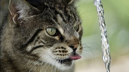 Naluri Alami Seekor Kucing, Ternyata Inilah Penyebab Mengapa Si Anabul Sangat Takut dengan Air