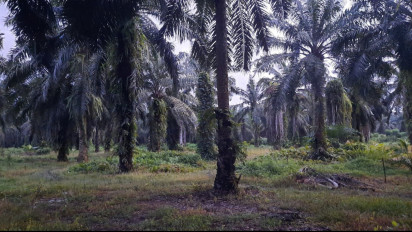 Kasus Dugaan Korupsi PSR,  Polres Langkat Sudah Periksa 320 Saksi dan Tetapkan 8 Tersangka