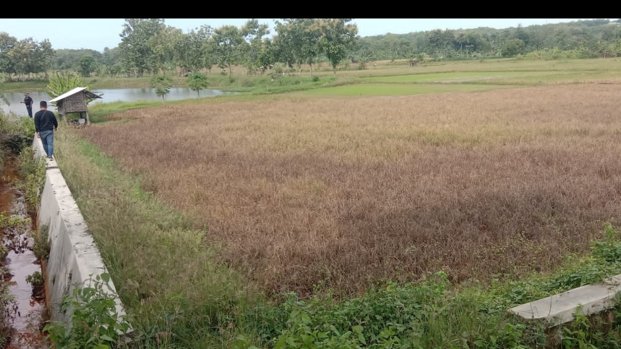 20 Hektar Tanah Pertanian Milik Warga di Lamongan Merugi, Ribuan Ton Padi Mati Serentak Akibat Terkena Limbah Pabrik
            - galeri foto