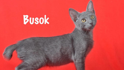Berikut 10 Fakta Menarik Busok, Kucing Ras Asli Indonesia yang Berasal dari Madura dan Diakui Dunia