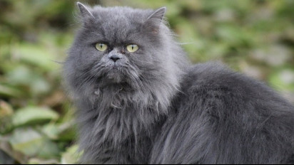 Gak Bikin Kantong Jebol, Ternyata Merawat Kucing Persia Bisa Murah dan Irit Biaya, Caranya...