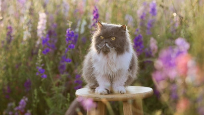 Populer Dijadikan Peliharaan, Berikut Karakter, Sejarah Hingga Cara Merawat Seekor Kucing Persia