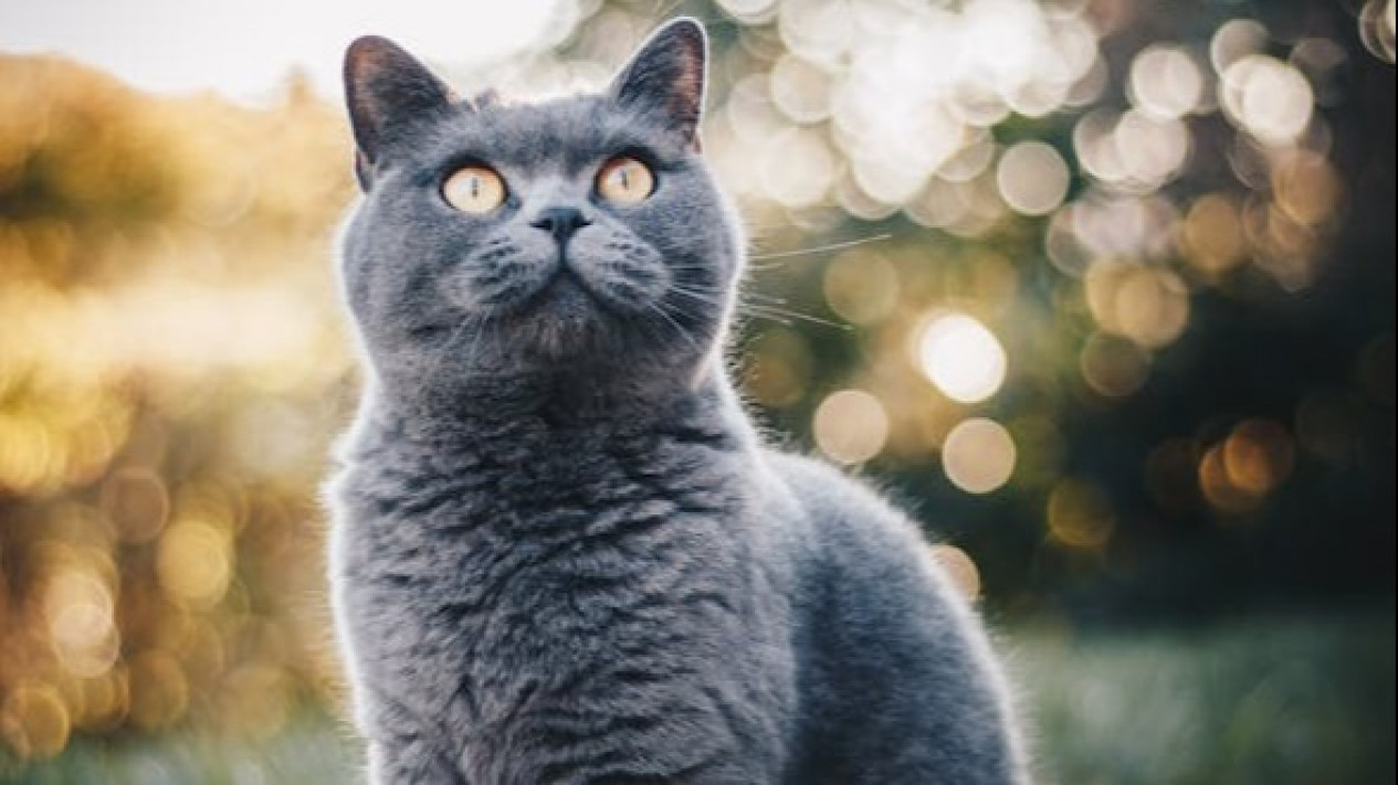 Dikenal Tidak Terlalu Aktif, Berikut Sejarah, Karakter dan Cara Merawat Kucing British Shorthair
            - galeri foto