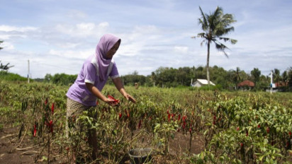 Besarnya Permintaan Produk Rempah, Petani Sayur Yogyakarta Diminta Perbanyak Tanam Rempah