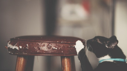 Buat Para Pemilik Kucing, Lakukan 5 Hal Ini untuk Jaga Perabotan Rumah Aman dari Cakaran Si Anabul