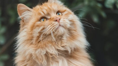 Dikenal Tangguh dan Punya Tubuh Besar, Berikut Karakter, Sejarah dan Cara Merawat Kucing Maine Coon