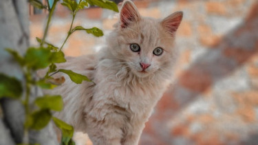 Sering Disamakan dengan Persia, Berikut Karakter, Sifat hingga Cara Merawat Seekor Kucing Anggora