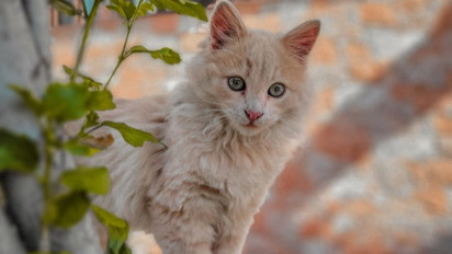 Sering Disamakan dengan Persia, Berikut Karakter, Sifat hingga Cara Merawat Seekor Kucing Anggora