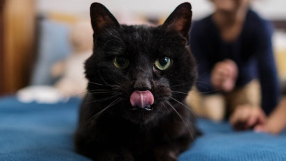 Bukan Sekedar untuk Merasakan Makanan, Berikut 4 Fakta Lidah Kucing yang Tidak Banyak Diketahui