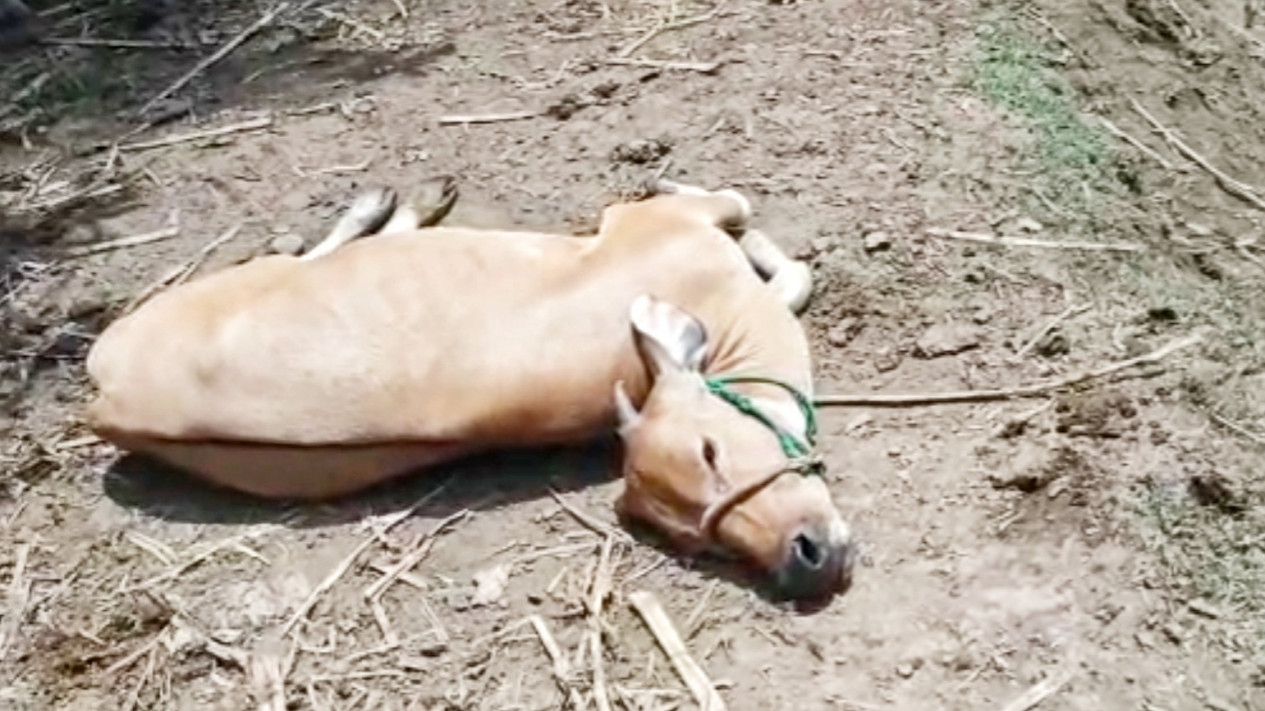 Virus Jembrana Serang Sapi Warga Sinjai, Belasan Sapi Mati Mendadak
            - galeri foto