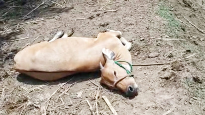 Virus Jembrana Serang Sapi Warga Sinjai, Belasan Sapi Mati Mendadak