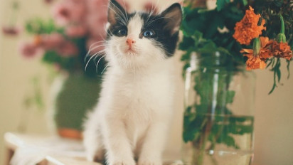 3 Alasan Seekor Kucing Suka Sekali Menjatuhkan Barang di Atas Meja dan Cara untuk Menghentikannya