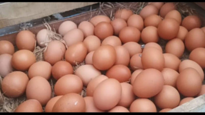 Cuaca Ekstrem dan Jelang Nataru 2023, Harga Telur di Probolinggo Merangkak Naik