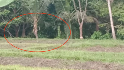 Waduh! Hama Monyet Mengganas, Serang Dua Desa di Banyuwangi