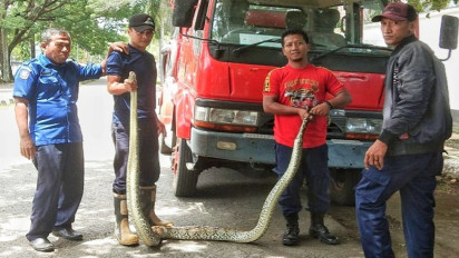 Petugas Damkar Tangkap Ular Sanca 3 Meter di Samping Rujab Bupati Sinjai
