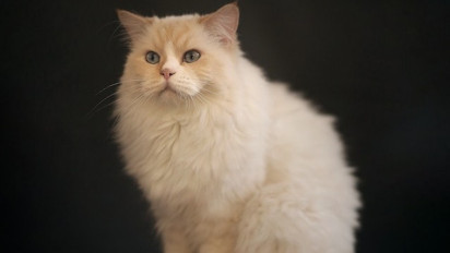 Terkenal Punya Bulu Selembut Sutra, Berikut Sejarah, Karakter dan Kepribadian Seekor Kucing Ragdoll