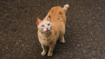 Berapa Lama Seekor Kucing Hamil Sampai Mereka Melahirkan? Berikut Penjelasan dan Panduan Merawatnya