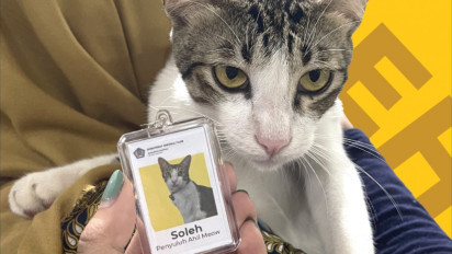Viral, Seekor Kucing Lokal Diangkat Menjadi Pegawai Kantor Pajak di Serpong, Ternyata ini Tugasnya