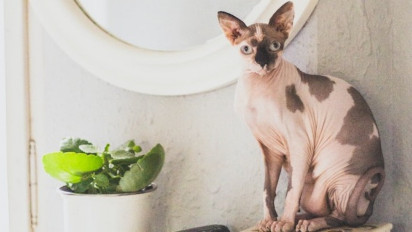 Dikenal Aktif dan Setia pada Majikannya, Berikut Sejarah, Karakter dan Cara Merawat Kucing Sphynx