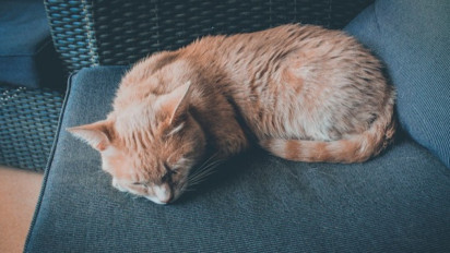 Mulai dari Bosan hingga Stress, Berikut 5 Alasan yang Membuat Seekor Kucing Tidur Seharian