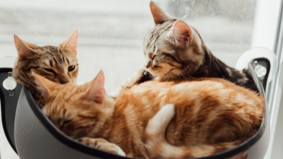 Bisa Habiskan 15 Jam Sehari untuk Beristirahat, Inilah 5 Tempat Favorit Seekor Kucing untuk Tidur