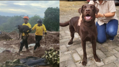 Mengenal Coco, Anjing Pelacak yang Telah Temukan 3 Korban Gempa Cianjur, Ternyata Telah Berpengalaman..