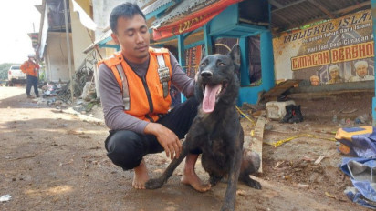 Perkenalkan, Si Walet! Anjing Pemburu Jasad Temukan 10 Korban Gempa di Cijedil