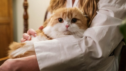 Inilah 4 Alasan Mengapa Seekor Kucing Sangat Suka Sekali Duduk dan Tidur di Pangkuan Pemiliknya