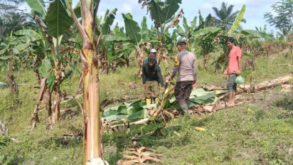 Gagal Panen, Kebun Warga Aceh Timur Berulang Kali Dirusak Kawanan Gajah Liar