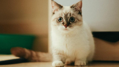 Punya Kaki Pendek dan Tubuh Menggemaskan, Berikut Sejarah, Karakter dan Kepribadian Kucing Munchkin