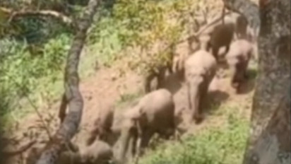 Diduga Habibatnya Terganggu, Belasan Gajah Sumatera Turun Ke Pemukiman Warga Aceh Tengah