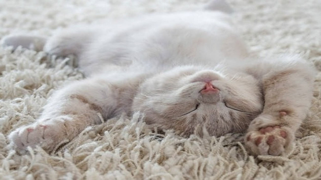 Bingung! Bulu Kucing Najis atau Tidak? Ini Penjelasan Hadits-nya
            - galeri foto