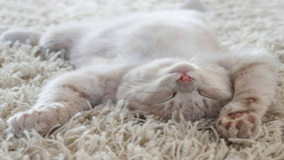 Bingung! Bulu Kucing Najis atau Tidak? Ini Penjelasan Hadits-nya