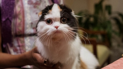 Tunjukan Rasa Cintanya, Berikut 4 Alasan Kenapa Kucing Suka Sekali Memijat Tubuh Pemiliknya