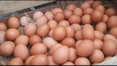 Harga Telur di DKI Jakarta Mengalami Kenaikan, Tingginya Permintaan Menjadi Penyebab
