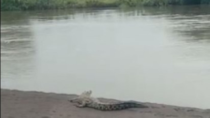 Heboh Kemunculan Buaya Muara di Aliran Sungai Bondoyudo Lumajang, Warga Resah