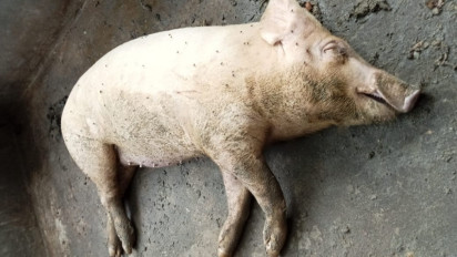 2000 Hewan Ternak Babi di Kota Medan dan Deli Serdang Mati Mendadak Terpapar Virus ASF.