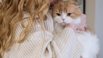 Pemilik Anabul Wajib Tahu! Inilah Cara Menggendong Kucing yang Benar dan Tidak Membuatnya Kesakitan