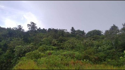 Resahkan Petani di Taput, Kurun Waktu Dua Tahun Gerombolan Monyet Liar Kerap Turun ke Kebun