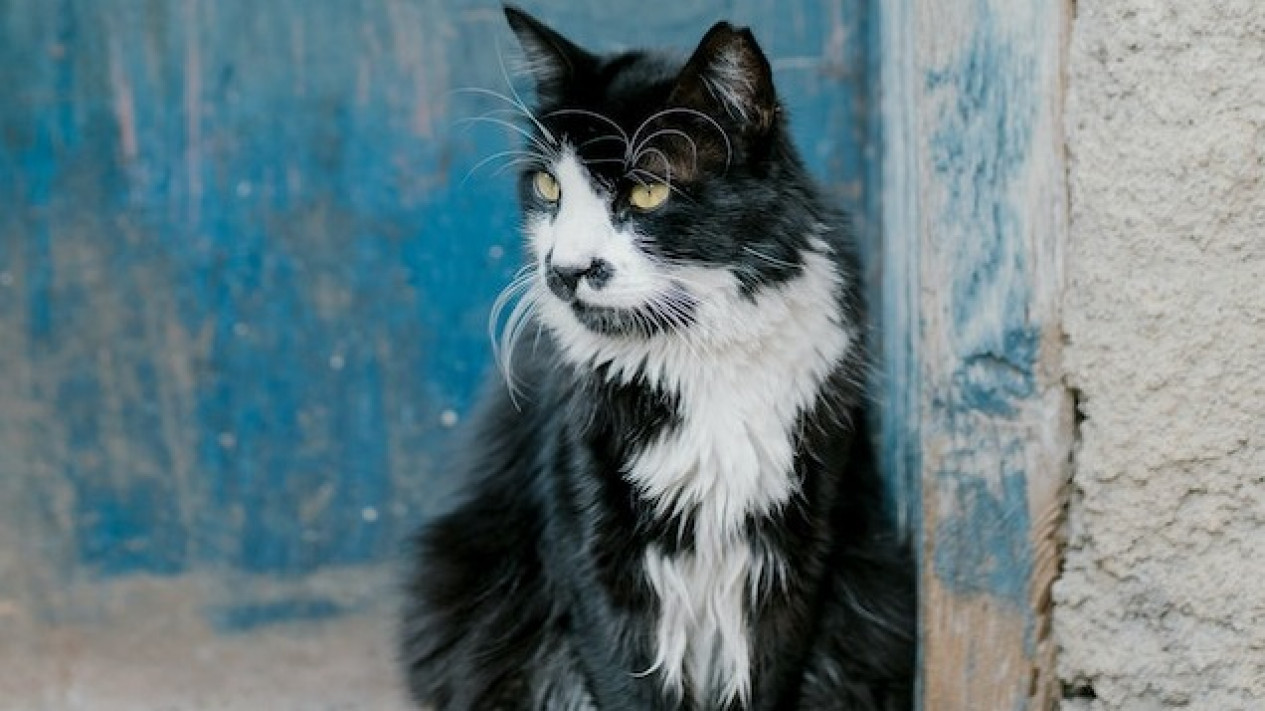 Pemilik Anabul Harus Tahu, Lakukan 5 Hal Ini untuk Membuat Umur Kucing Peliharaan Anda Lebih Panjang
            - galeri foto