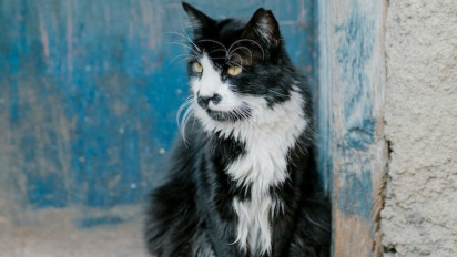 Pemilik Anabul Harus Tahu, Lakukan 5 Hal Ini untuk Membuat Umur Kucing Peliharaan Anda Lebih Panjang