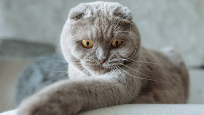 Punya Bentuk Telinga yang Unik, Berikut Karater, Sifat dan Sejarah dari Seekor Kucing Scottish Fold